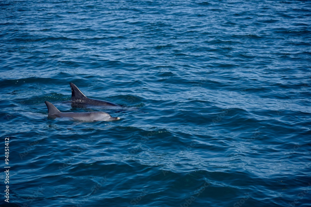 Fototapeta premium Delfine im Meer