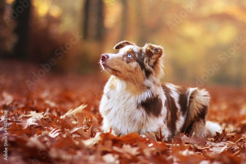 Australian Shepherd im Herbstlaub