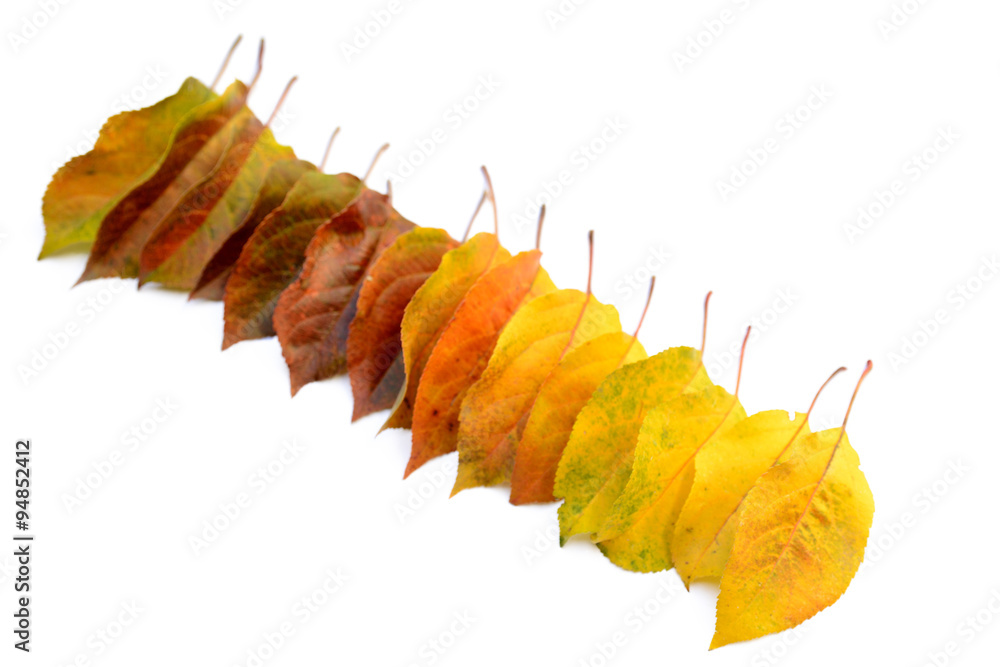 Obraz premium Autumn leaves of an apple tree