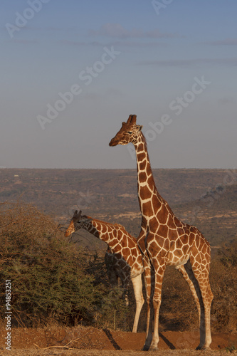 Reticulated Giraffe in Kenya  East Africa