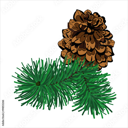 Pine cone with branch isolated on white