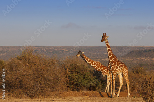 Reticulated Giraffe in Kenya, East Africa #94853610