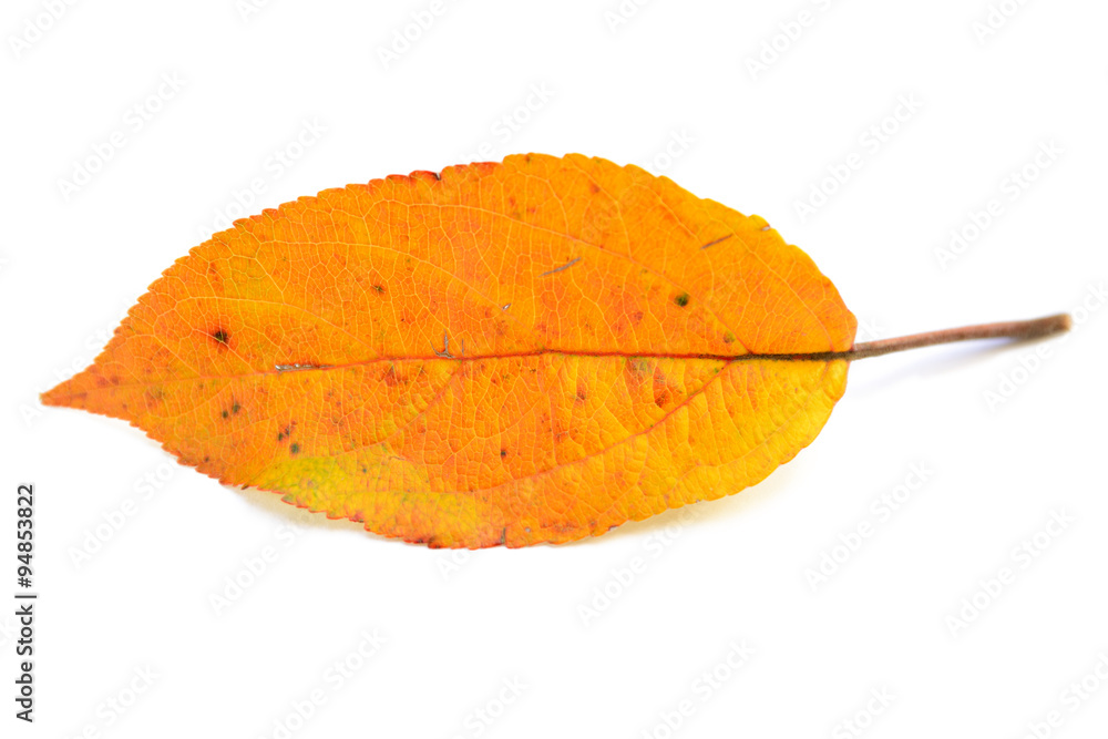 Fototapeta premium red leaf