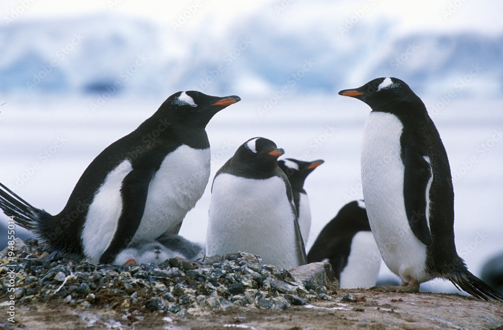 Fototapeta premium Gentoo penguins and chicks (Pygoscelis papua) at rookery in Paradise Harbor, Antarctica