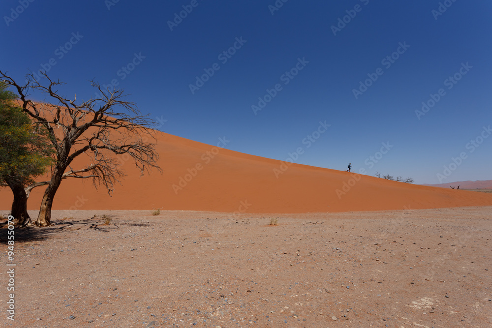 Dune 45 in sossusvlei Namibia with dead tree