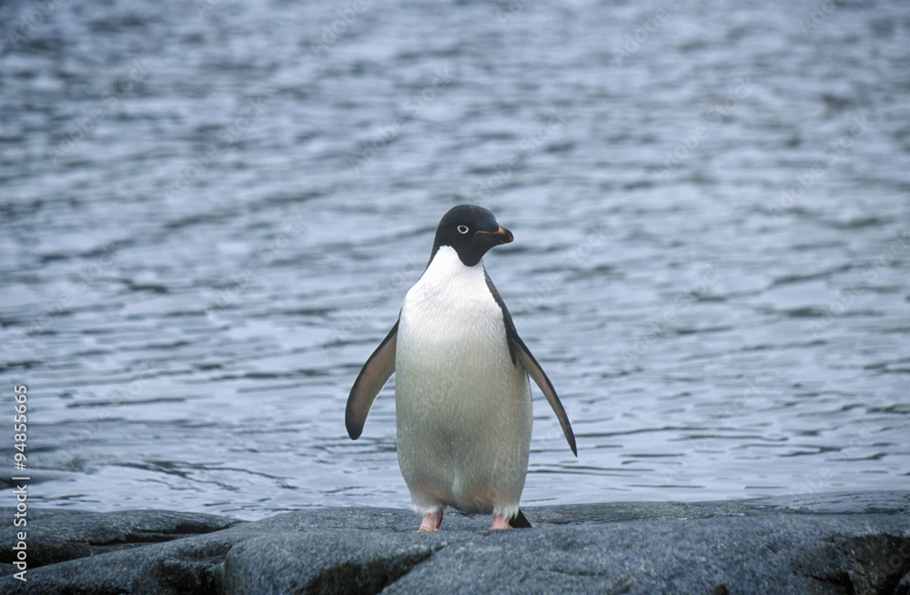 Naklejka premium Daley Penguin, Paradise Harbor, Antarctica