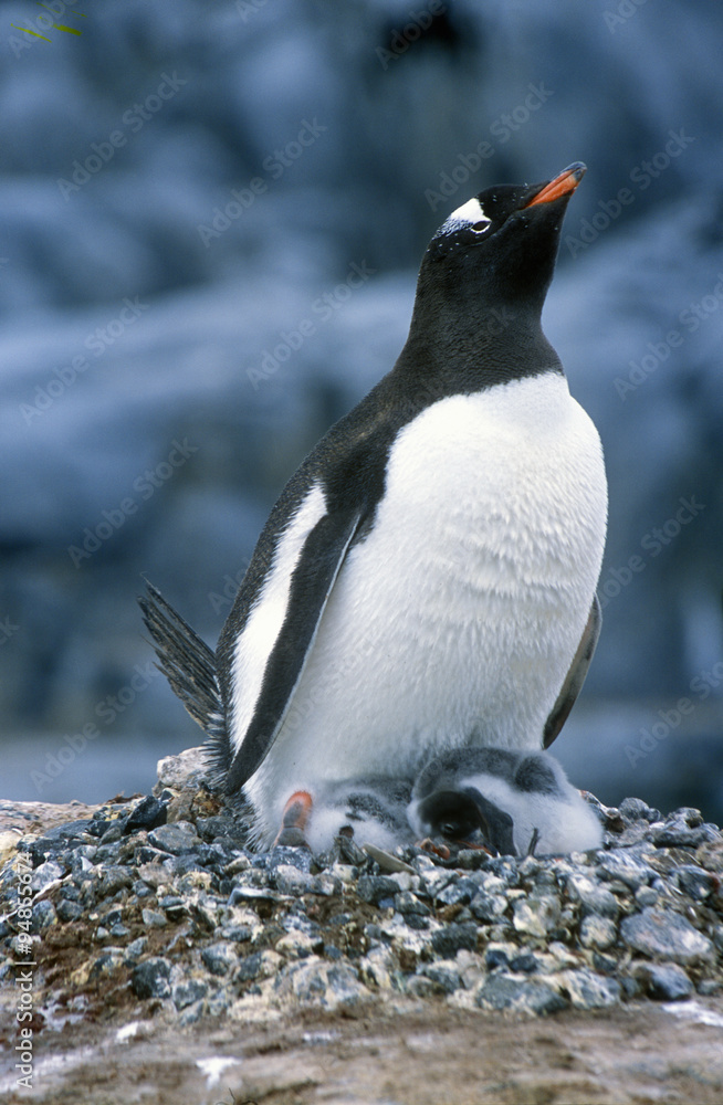 Fototapeta premium Gentoo penguins and chicks (Pygoscelis papua) at rookery in Paradise Harbor, Antarctica