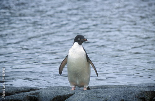 Daley Penguin, Paradise Harbor, Antarctica