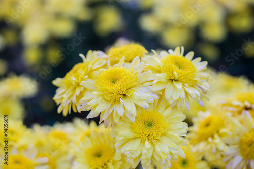 Chrysanthemum flowers