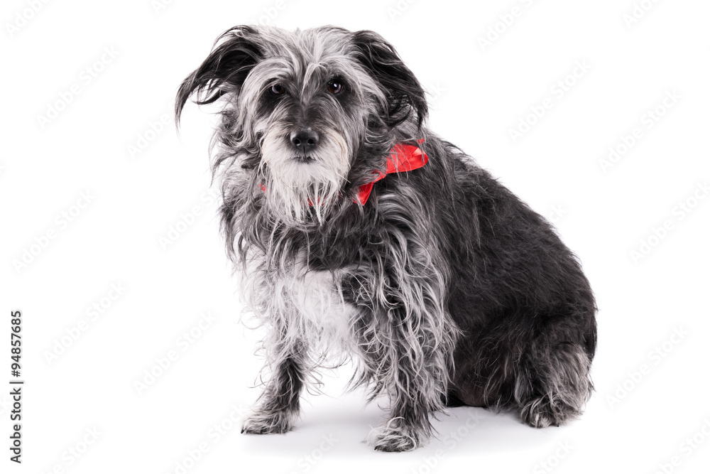 Cute dog with red ribbon isolated on white background Cute dog with red ribbon isolated on white background