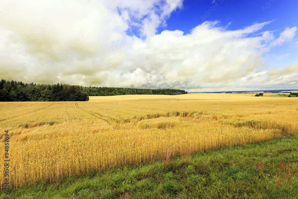   Agricultural field . cereals