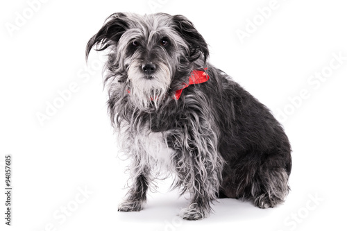 Cute dog with red ribbon isolated on white background