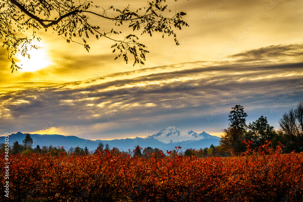 Sunrise over Mount Baker and blueberry fields in the fall in the Fraser Valley of British Columbia, Canada Sunrise over Mount Baker and blueberry fields in the fall in the Fraser Valley of British Columbia, Canada