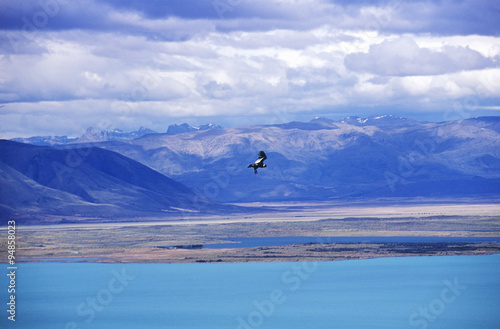 Condor in flight and Andes Mountains near El Calafate, Patagonia, Argentina