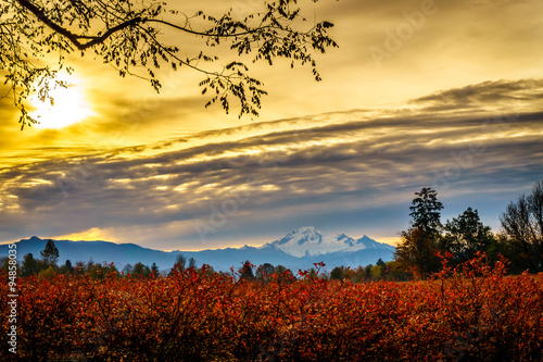 Sunrise over Mount Baker and blueberry fields in the fall in the Fraser Valley of British Columbia  Canada