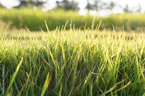 Fresh grass background © weerajata