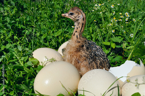 Ostrich chick with eggs
