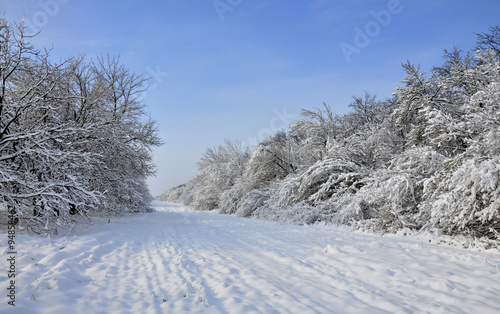 Winter landscape - a country road through trees covered with snow