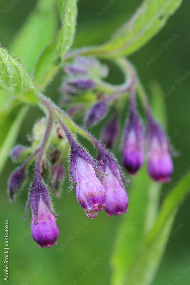 Flowers of houndstongue covered morning dew Flowers of houndstongue covered morning dew