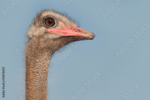 Head of african ostrich male Struthio camelus photo