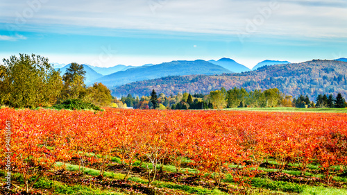 Blueberry fields in the fall in the Fraser Valley of British Columbia, Canada