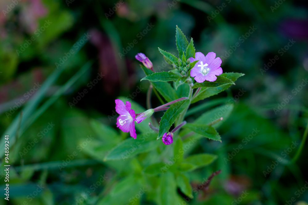 Wildflowers Wildflowers