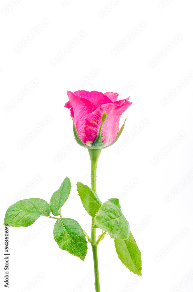 Obraz premium Pink rose
