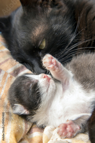 mother cat lying with her kitten © milkovasa