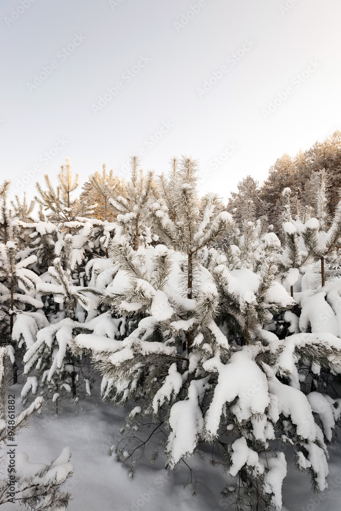 trees in winter trees in winter
