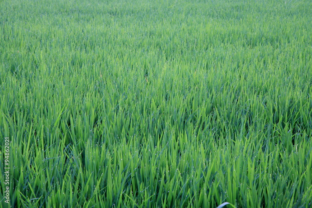 Reisfeld Reisfeld