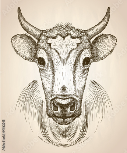 Cow face portrait, front view illustration.