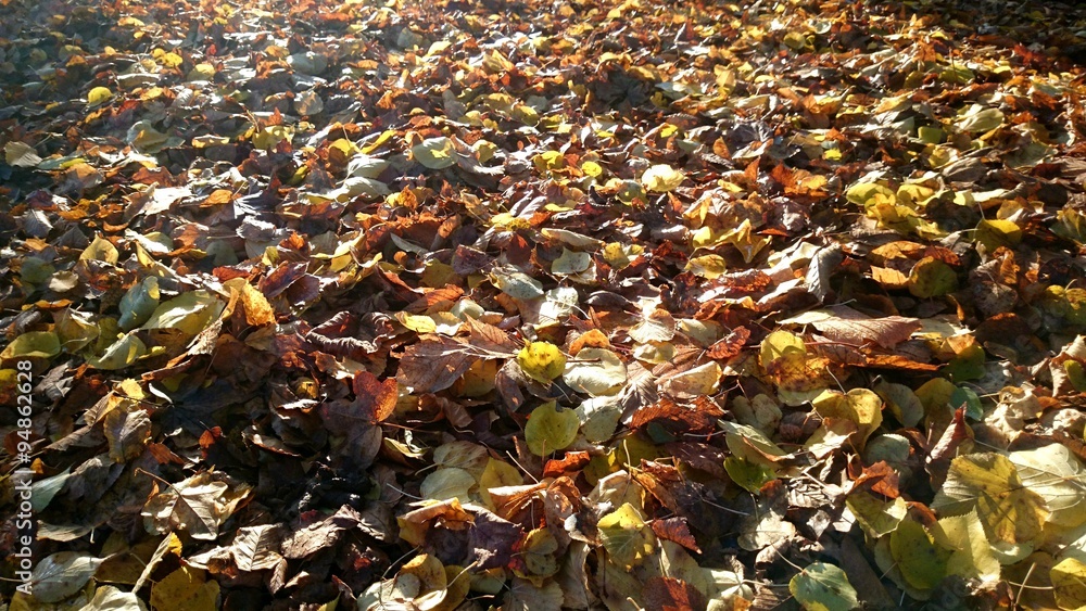Herbstlaub Blätter