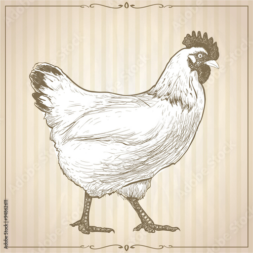Hand drawn graphic vector illustration with going hen,  profile view.