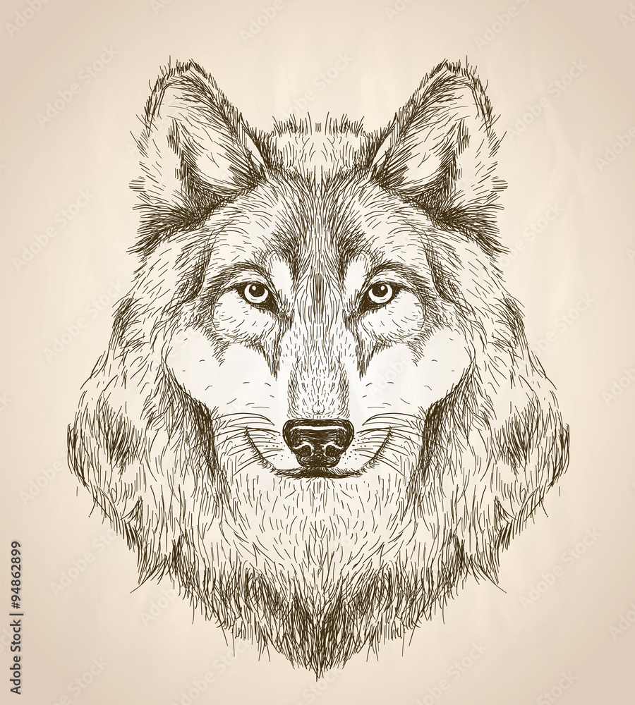 Obraz premium Vector sketch illustration of a wolf head front view.