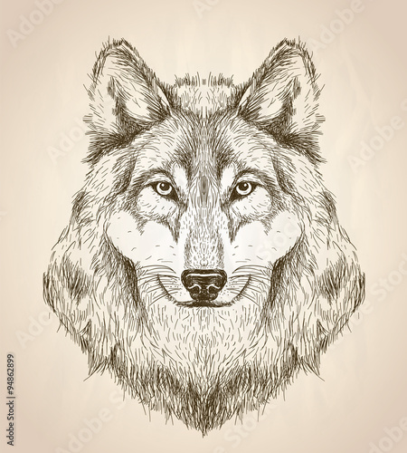 Vector sketch illustration of a wolf head front view.