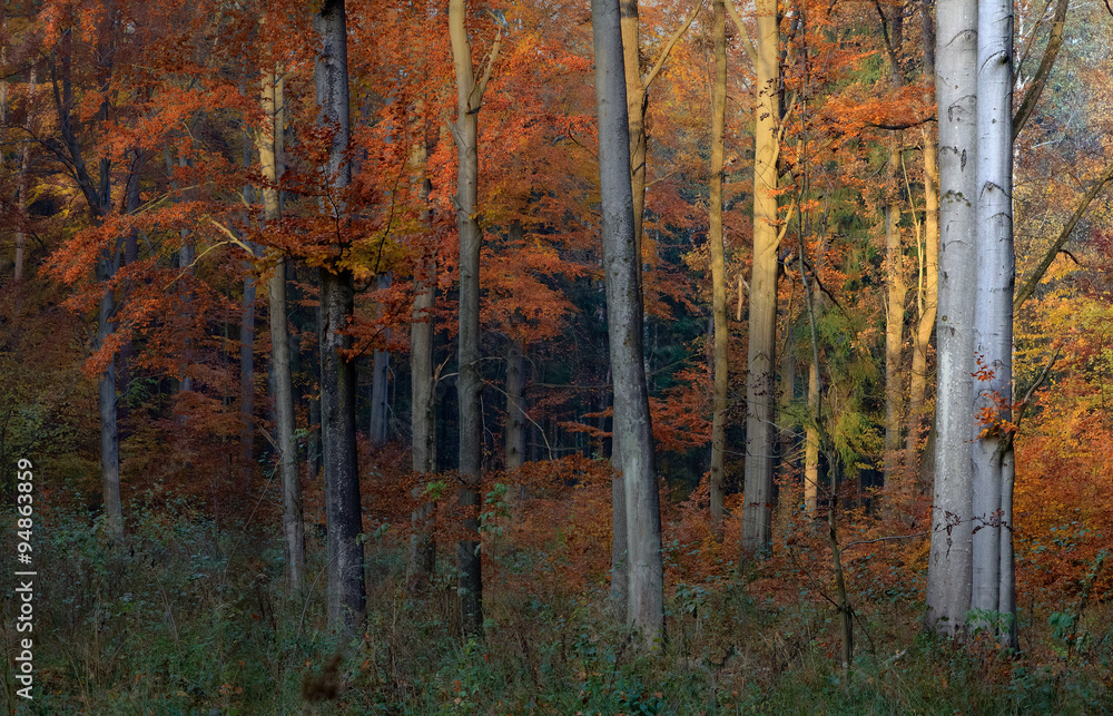 Obraz premium Jesienny Bukowy Las