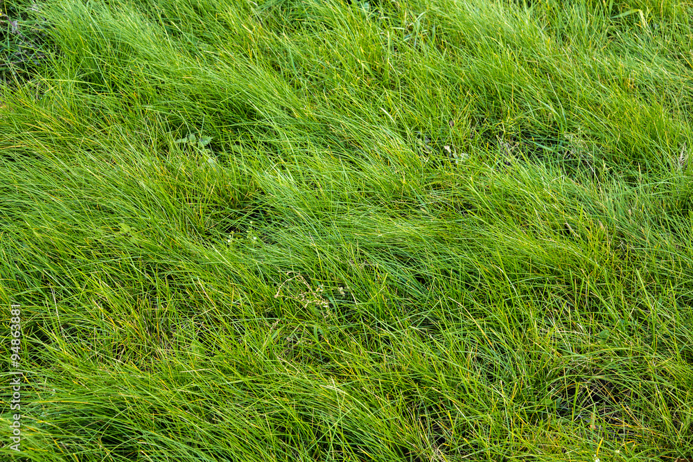 Background of a green grass. Green grass texture Background of a green grass. Green grass texture