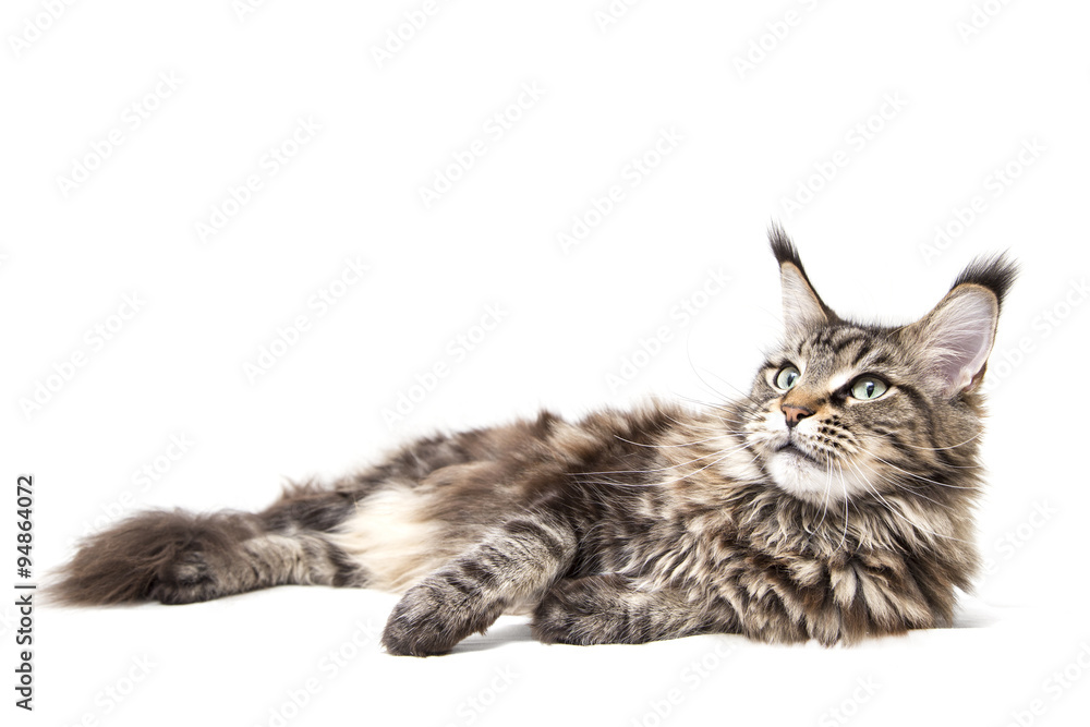 Obraz premium кошка лежит на белом фоне