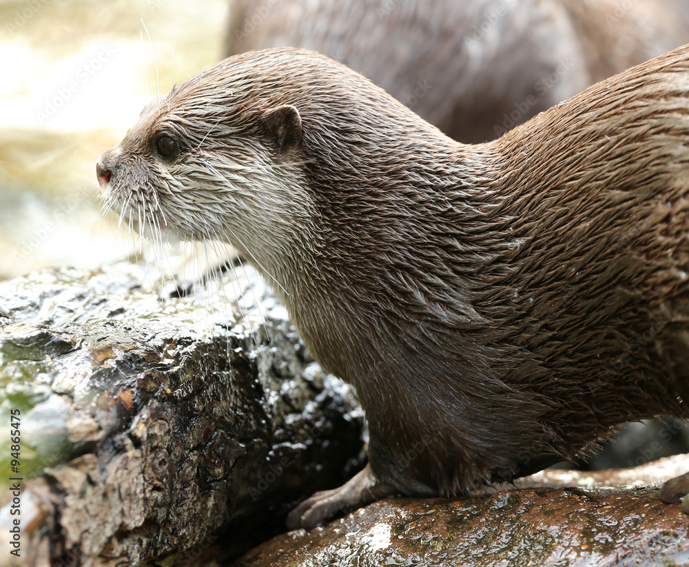 Portrait of an Oriental Short-Clawed Otter Portrait of an Oriental Short-Clawed Otter