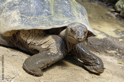 The giant tortois