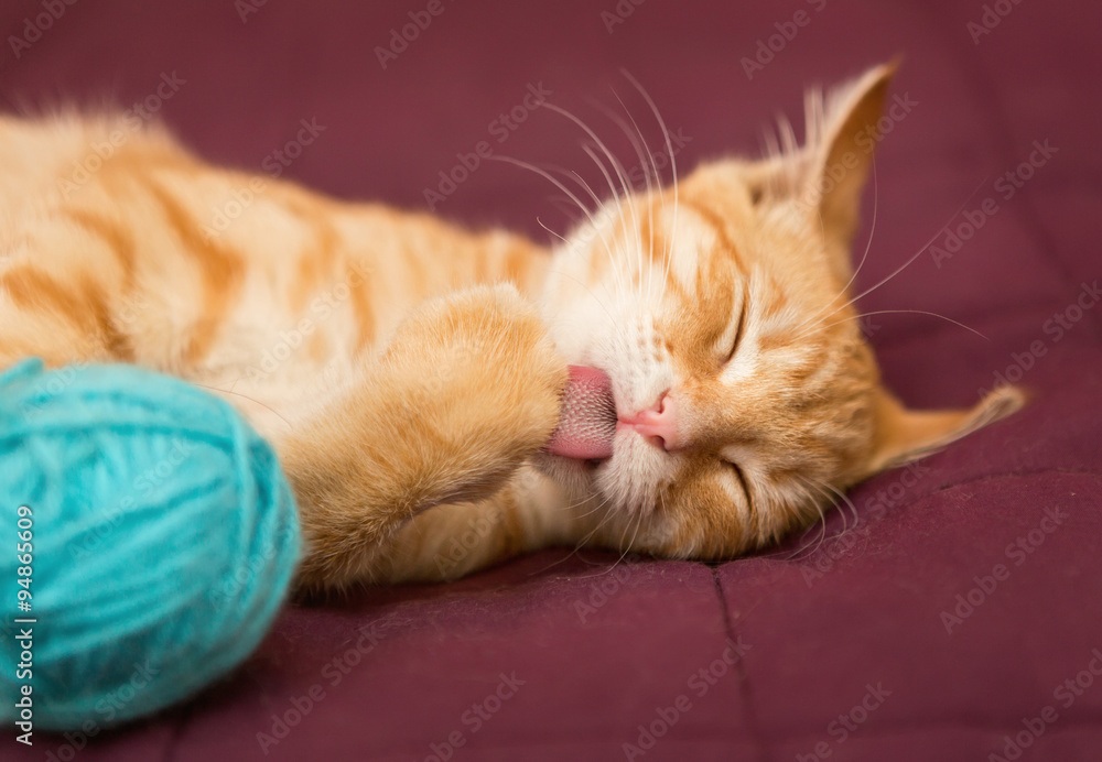 Little red kitten licking paw on the bed