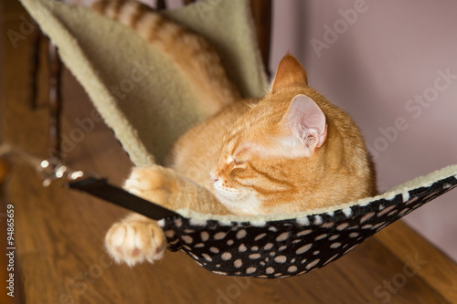 Happy red cat sleep in a fur hammock © Okssi