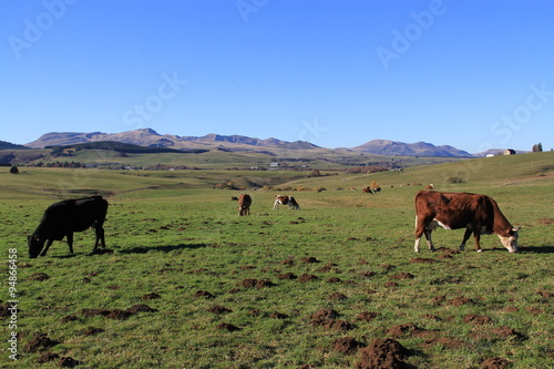 vaches à l'estive en Auvergne © Jacky Jeannet