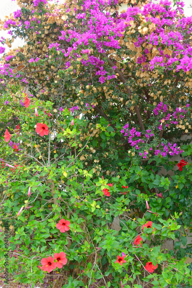 Flowering bush with flowers.