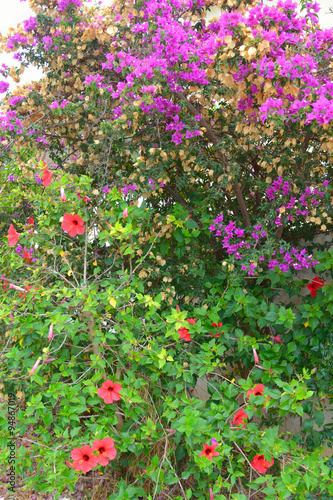 Flowering bush with flowers.