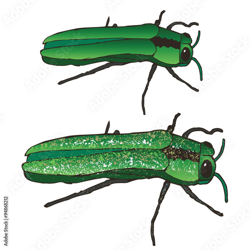 Fotografie The Emerald Ash Borer: Eating and Bringing Death to Your Mountain Ash Trees Since the 90s