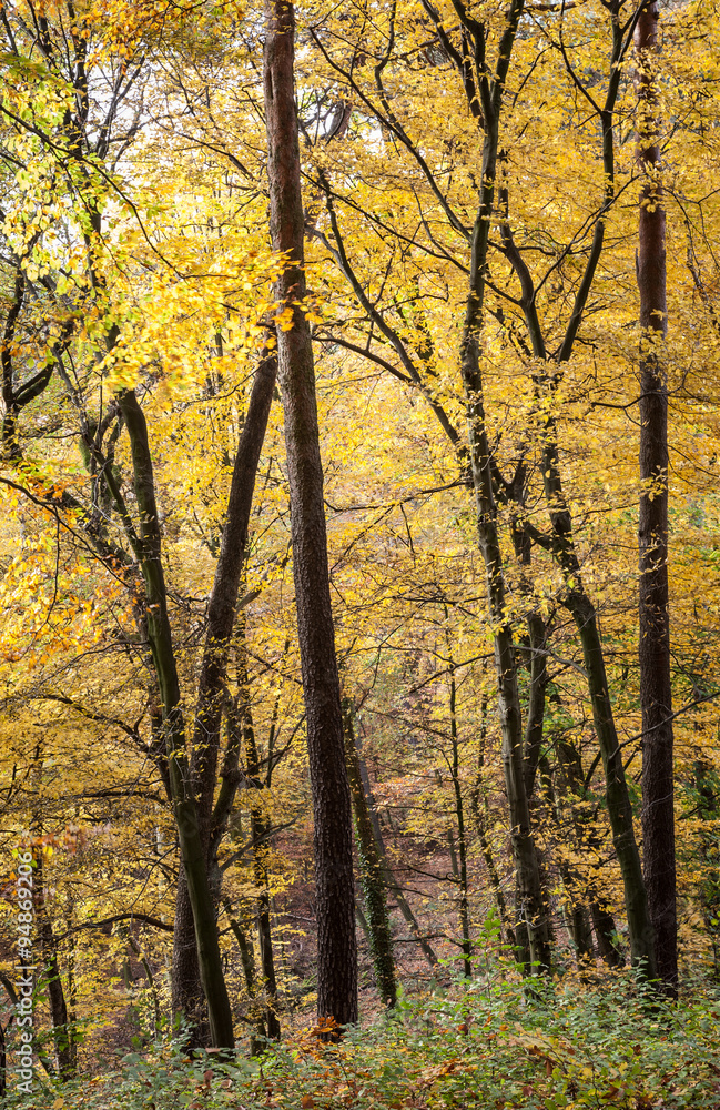 Herbst Wald Bäume