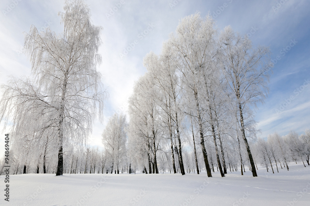 Fototapeta premium trees in winter 