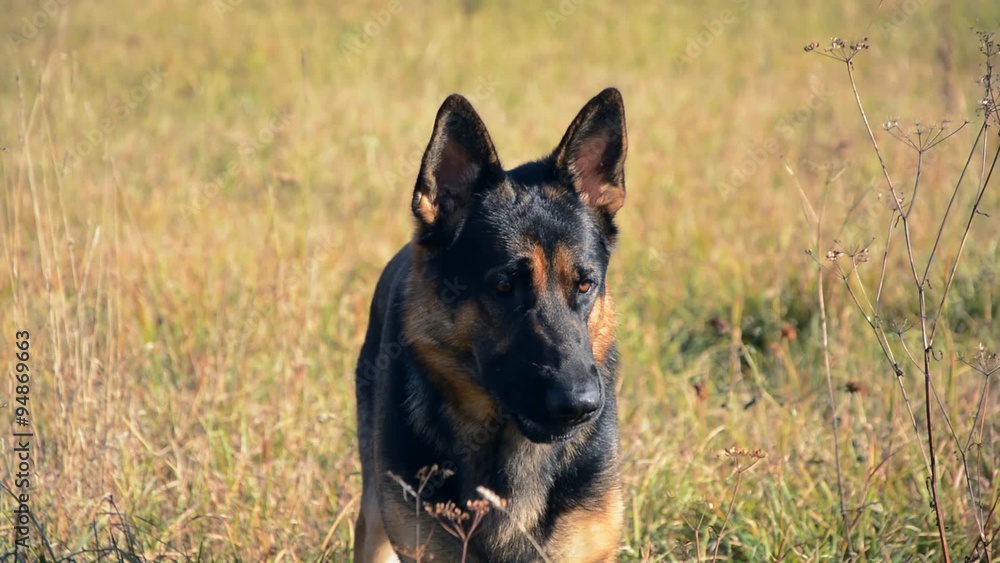 German shepherd dog running with stick in his mouth. German shepherd dog running with stick in his mouth.