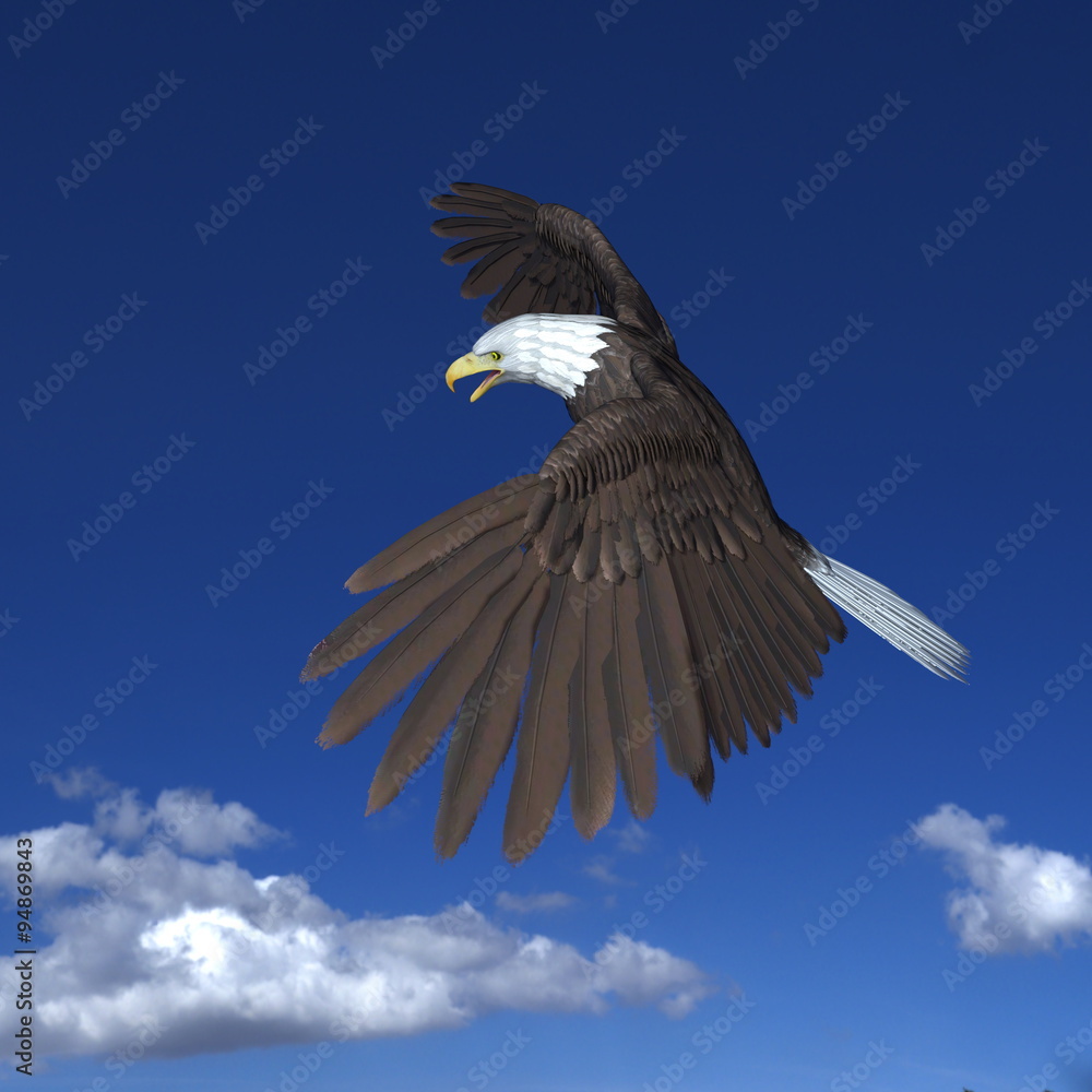 Obraz premium 白頭鷲